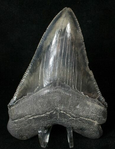 Sharply Serrated Megalodon Tooth #17529